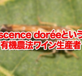 Flavescence doréeという病害と有機農法ワイン生産者