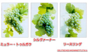 フランケンの白ブドウ