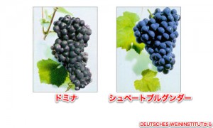 フランケンの黒ブドウ