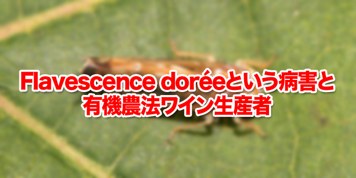Flavescence doréeという病害と有機農法ワイン生産者