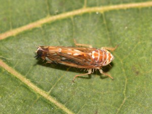 Scaphoideus titanus